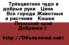 Трёхцветное чудо в добрые руки › Цена ­ 100 - Все города Животные и растения » Кошки   . Пермский край,Добрянка г.